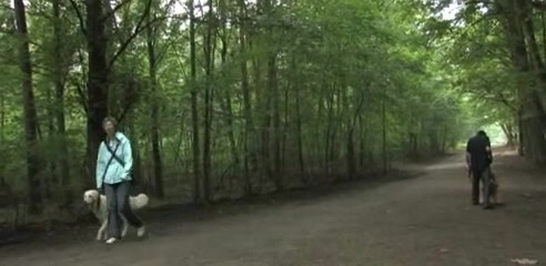 Pet enjoys forest walk